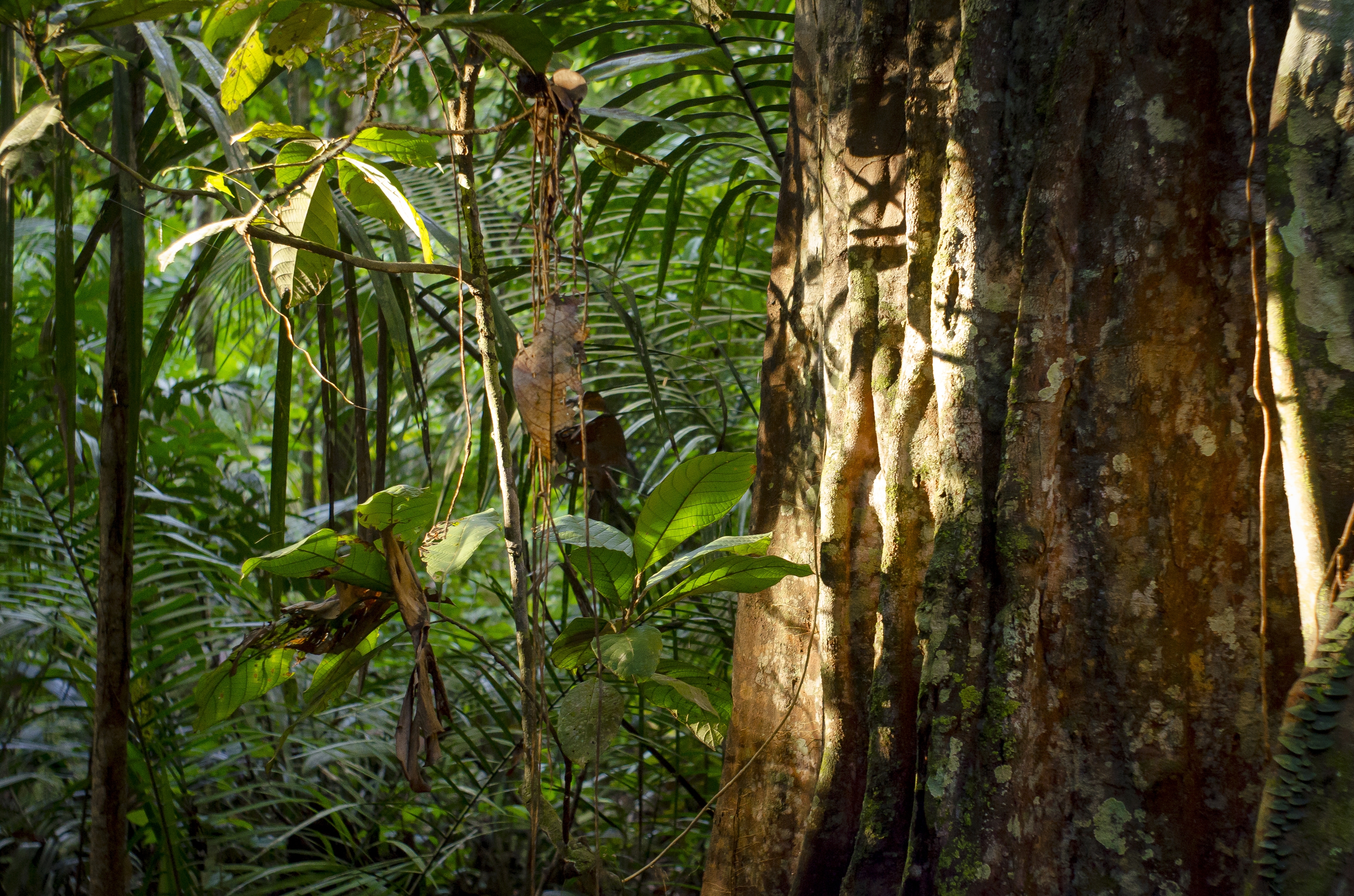 Photo WWF-US Ricardo Lisboa